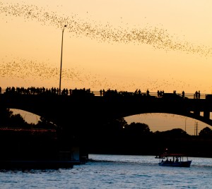 bats flying around congress avenue bridge in austin